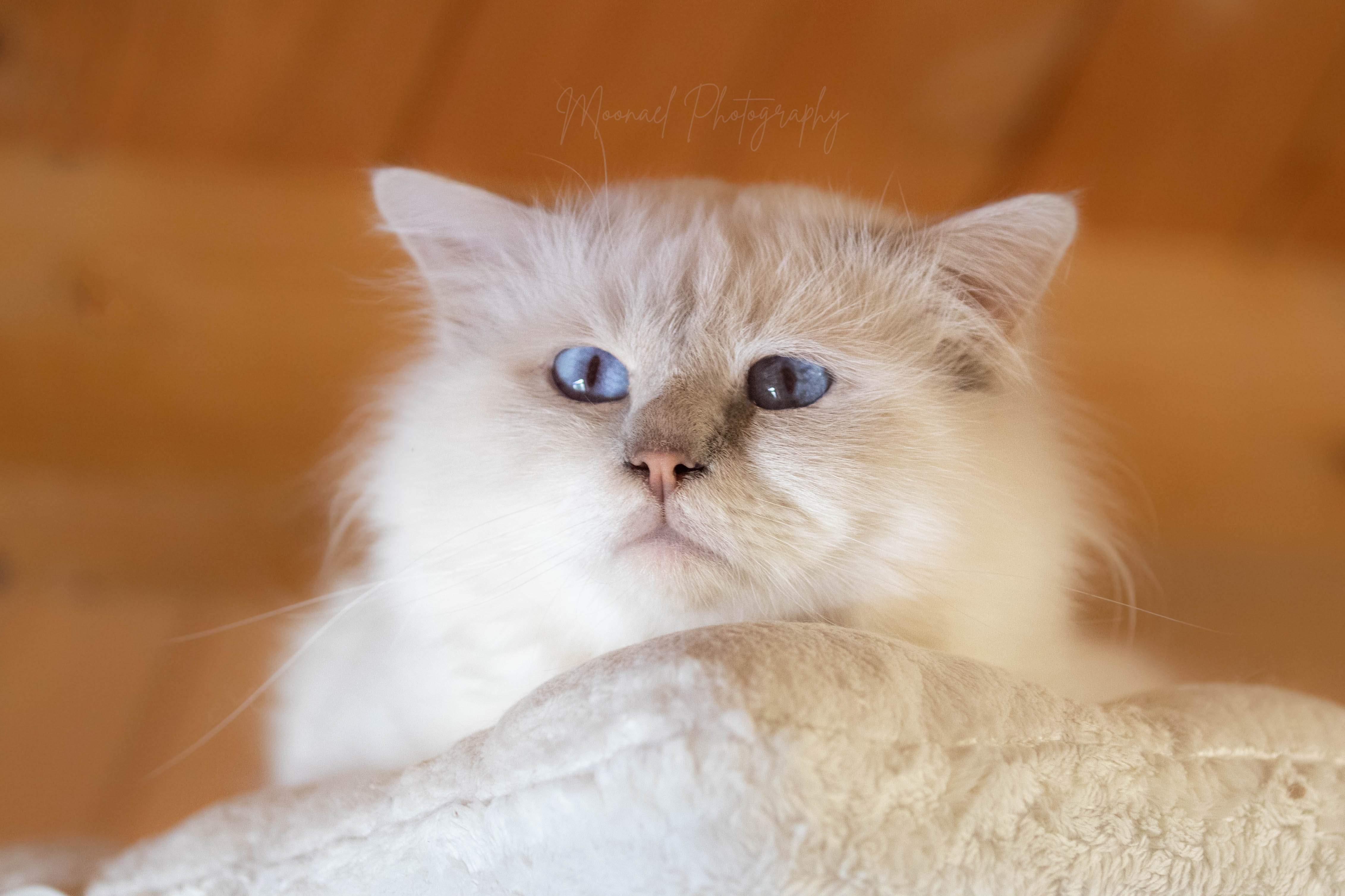 Photo de TENNESSEE Lilac tabby point